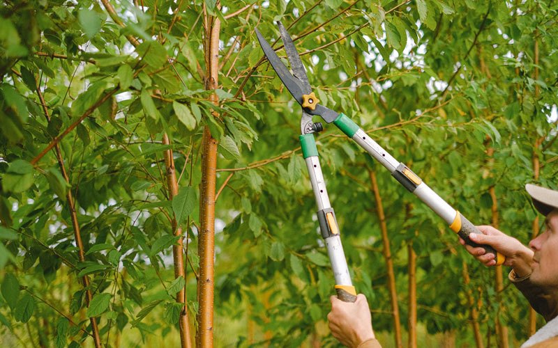 Tree trimming in Murray, IA